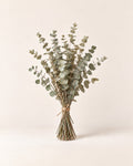 Dried eucalyptus bundle
