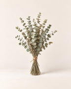 Dried eucalyptus bundle