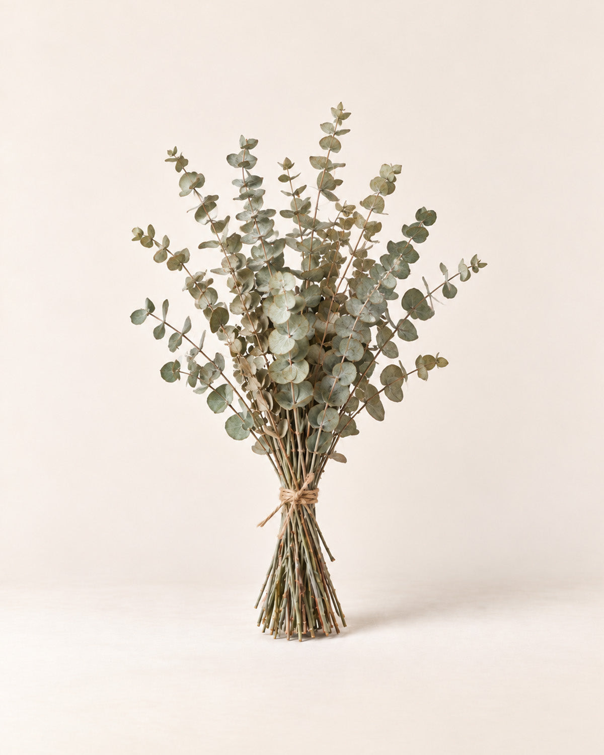 Dried eucalyptus bundle