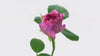 Beautiful opening pink rose